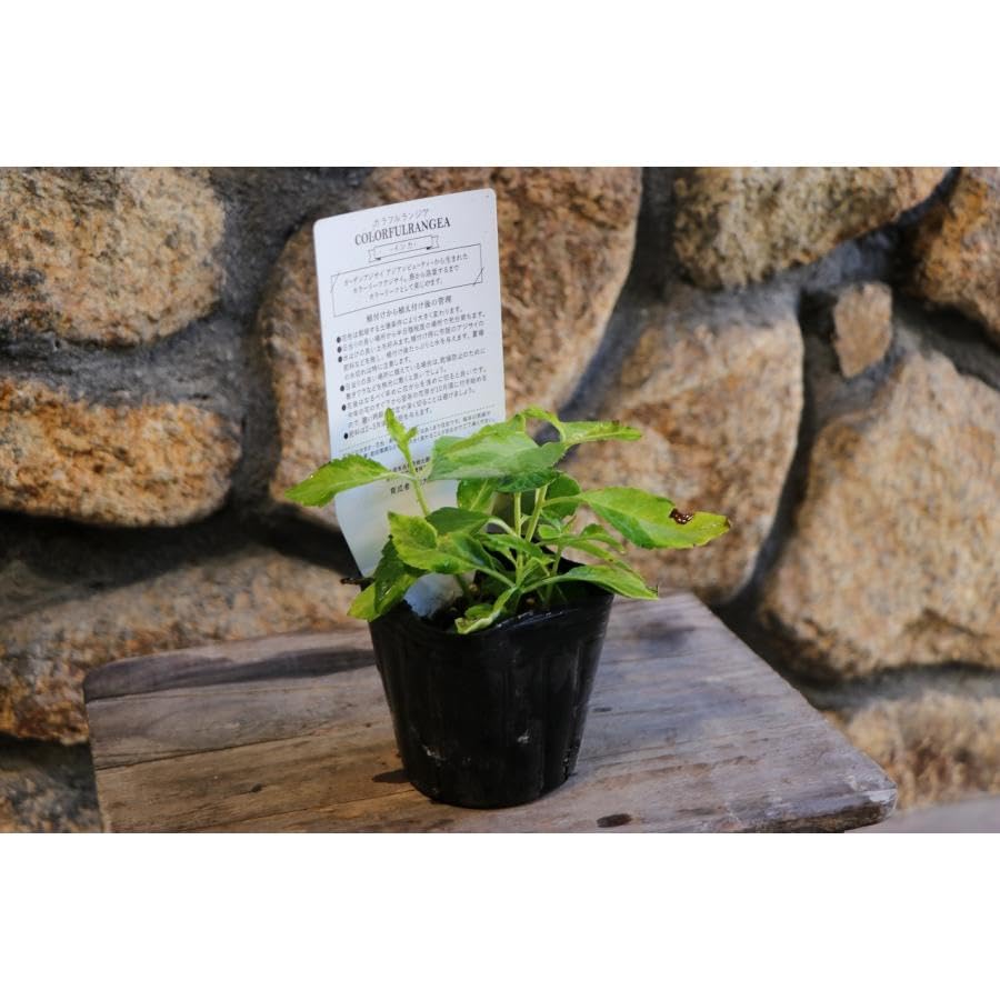 Amazon.co.jp: 斑入り アジサイ インカ 3号ポット苗 1株販売